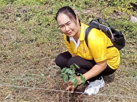 โครงการปลูกป่าเฉลิมพระเกียรติ