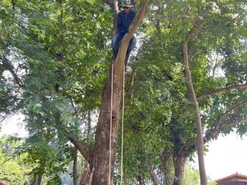 ออกพื้นที่ตัดแต่งกิ่งไม้ พื้นที่หมู่ที่ 4