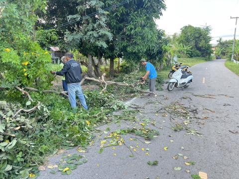 ตัดต้นไม้ล้มกีดขวางการจราจร