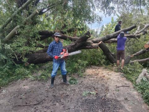 ตัดต้นไม้ล้มทับกีดขวางทางจราจร