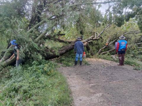 ตัดต้นไม้ล้มทับกีดขวางทางจราจร