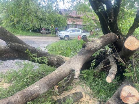ตัดต้นไม้ล้มทับกีดขวางทางจราจร