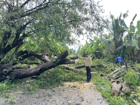 ตัดต้นไม้ล้มทับกีดขวางทางจราจร