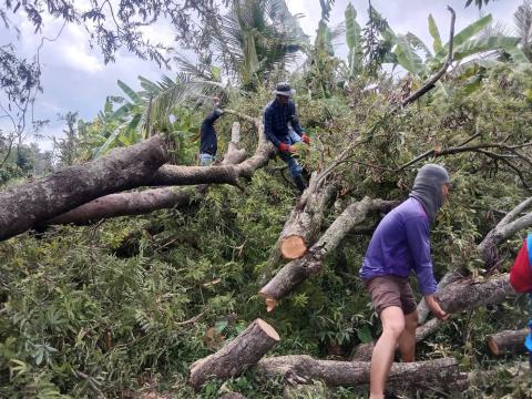 ตัดต้นไม้ล้มทับกีดขวางทางจราจร