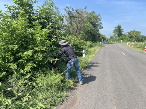 ตัดแต่งต้นไม้ริมถนน เพื่อปรับทัศนวิสัยในการขับขี่