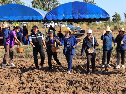 โครงการไถกลบตอซังข้าว