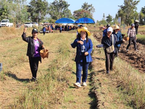 โครงการไถกลบตอซังข้าว
