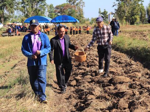 โครงการไถกลบตอซังข้าว