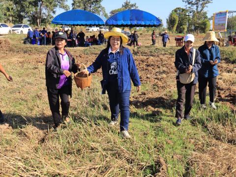 โครงการไถกลบตอซังข้าว