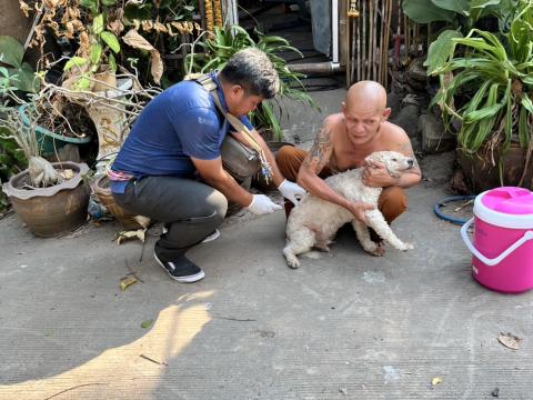 ฉีดดวัคซีนป้องกันโรคพิษสุนัขบ้า สุนัขและแมว ปี 2569