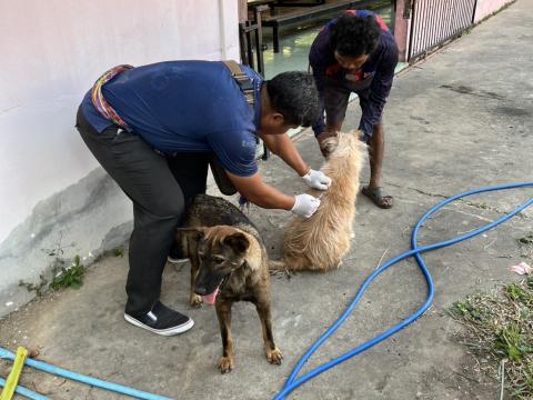 ฉีดดวัคซีนป้องกันโรคพิษสุนัขบ้า สุนัขและแมว ปี 2569