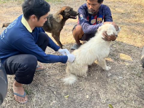 ฉีดดวัคซีนป้องกันโรคพิษสุนัขบ้า สุนัขและแมว ปี 2569