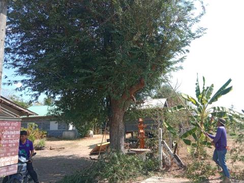 ตัดแต่งกิ่งไม้