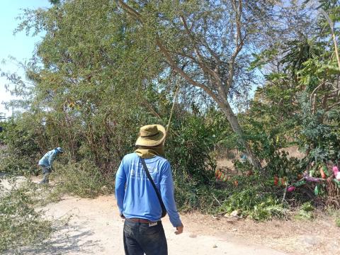 ตัดแต่งกิ่งไม้