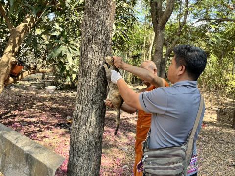 ฉีดดวัคซีนป้องกันโรคพิษสุนัขบ้า สุนัขและแมว ปี 2569