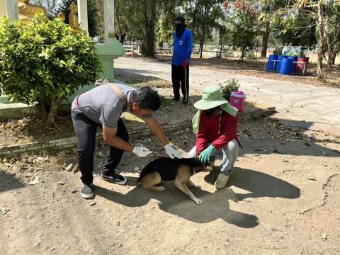 ฉีดดวัคซีนป้องกันโรคพิษสุนัขบ้า สุนัขและแมว ปี 2569