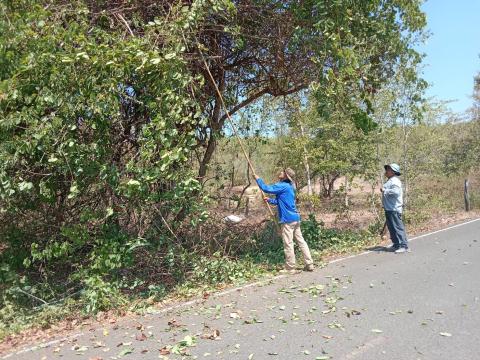 ตัดแต่งกิ่งไม้ข้างทาง