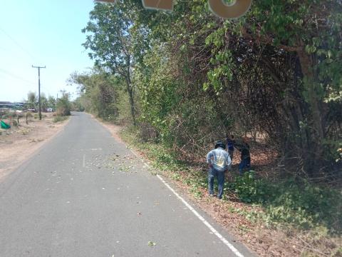 ตัดแต่งกิ่งไม้ข้างทาง