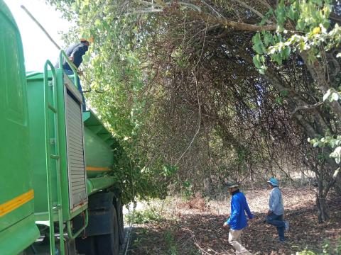 ตัดแต่งกิ่งไม้ข้างทาง