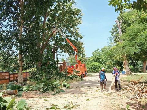 ตัดแต่งกิ่งไม้บริเวณโดยรอบโรงเรียนบ้านถาวร