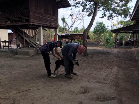 ฉีดวัคซีนโรคพิษสุนัขบ้า ให้แก่สุนัขและแมว