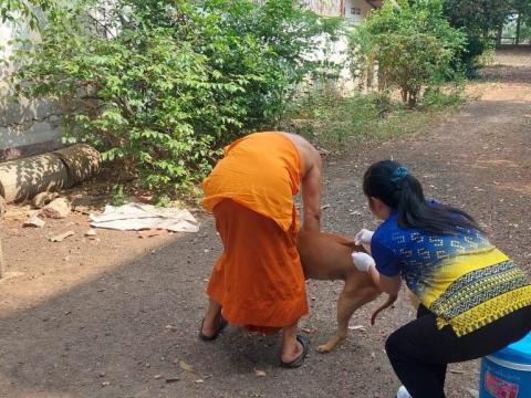 ออกดำเนินการฉีดวัคซีนโรคพิษสุนัขบ้า ให้แก่สุนัขและแมวที่วัดศิริสุขาราม หมู่ที่ 5