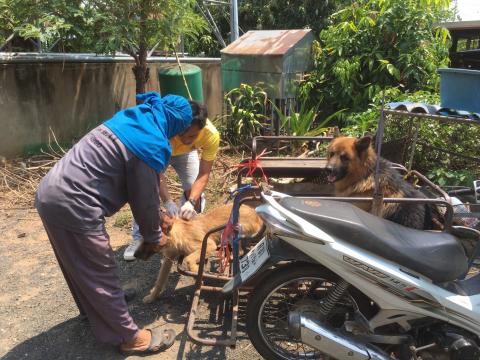 ออกฉีดวัคซีนป้องกันโรคพิษสุนัขบ้า